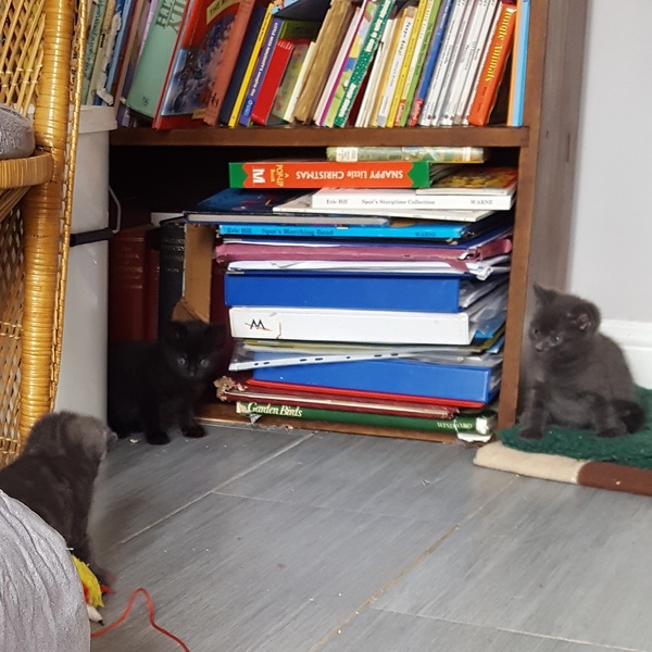Help me name my kitten(s)