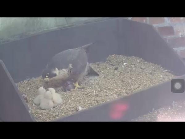 Had a lovely 30 minutes watching the birds in the front garden