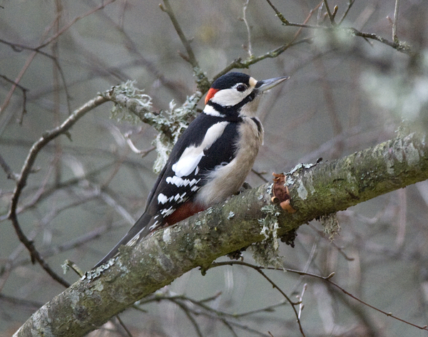 Had a lovely 30 minutes watching the birds in the front garden
