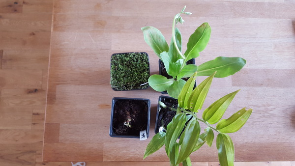 Shady characters - a permanent home for shade garden suggestions!