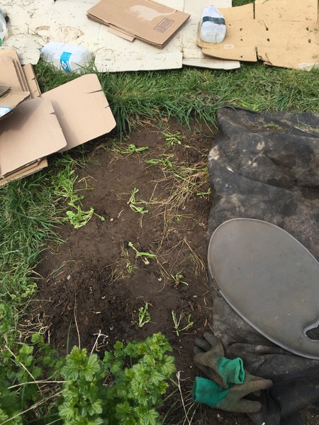 Allotment/Veg Patch Thread 5 - The Diggers Rest !