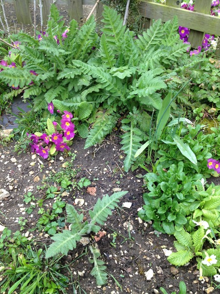 "in the midst of winter, I found there was within me, an invincible summer" Potting shed chat continues here