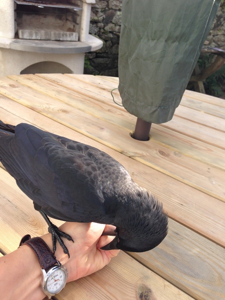 I've left the children (8 and 4 respectively ) home alone.