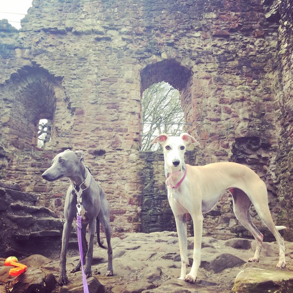 Show us your dogs?