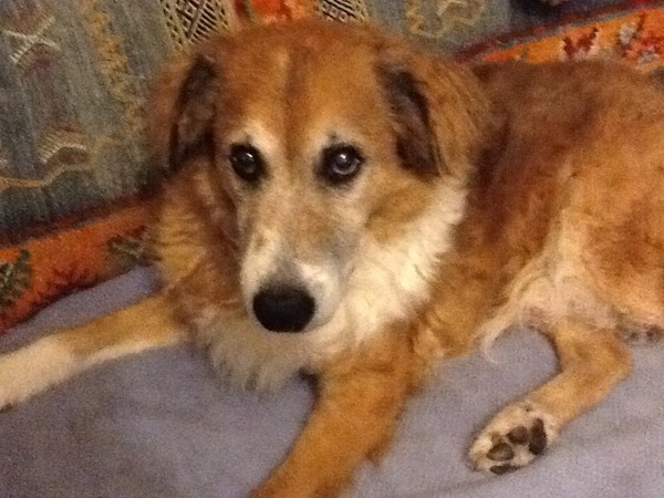 Show us your dogs?