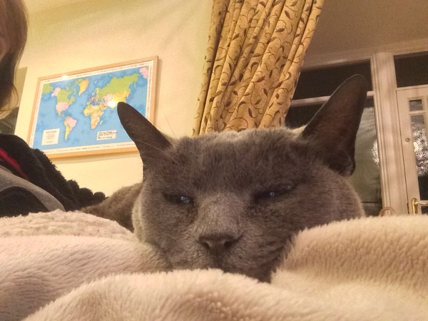 my elderly cat seems to have constipation