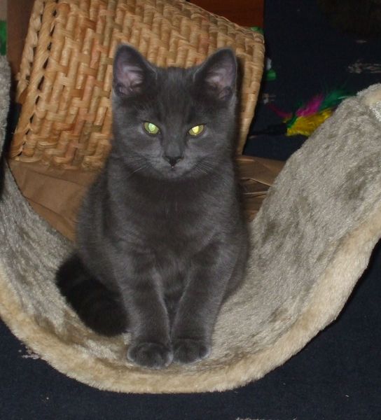 Help please poorly kitten