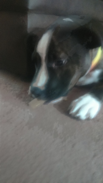 Find out what Mumsnetters thought of the Pedigree® Dog Food Range. £300 voucher prize draw for testers’ feedback. NOW CLOSED