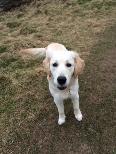 Show us your dogs?