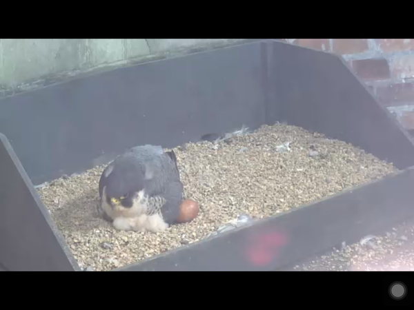 Had a lovely 30 minutes watching the birds in the front garden