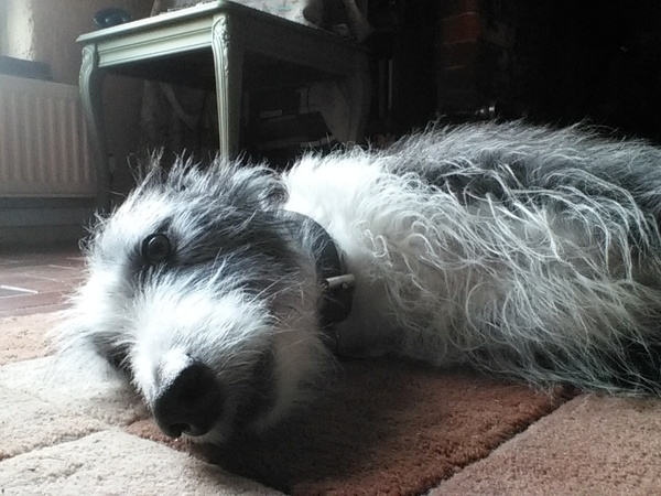 Show us your dogs?