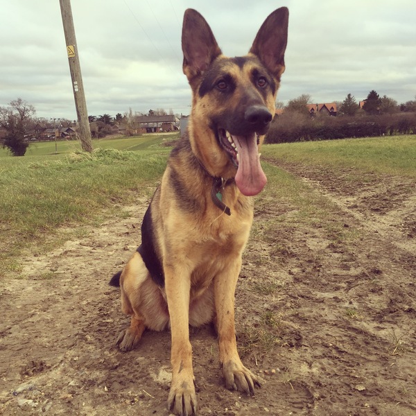 Show us your dogs?