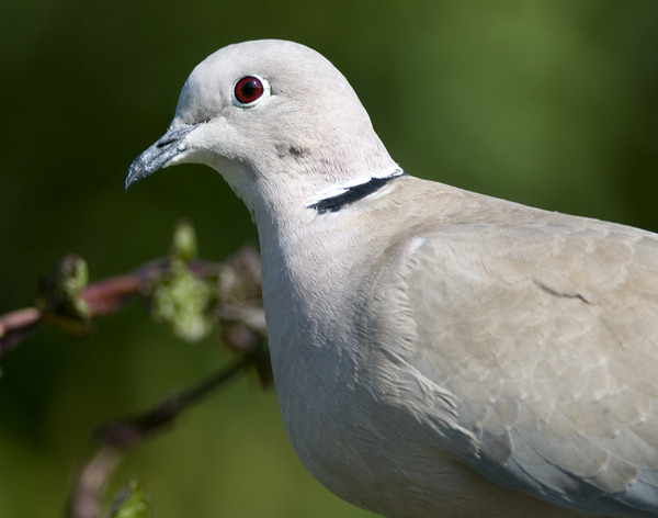 Had a lovely 30 minutes watching the birds in the front garden