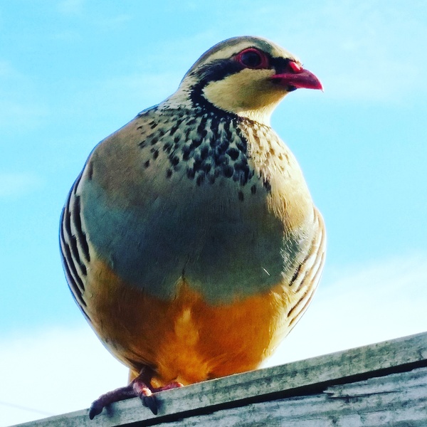 Had a lovely 30 minutes watching the birds in the front garden