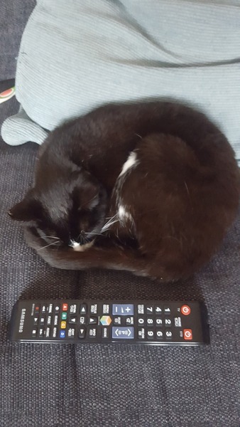 Young bony cat. Is she just a skinny malinkey? Pics included.