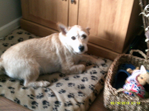 Show us your dogs?