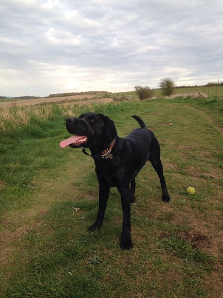 Show us your dogs?