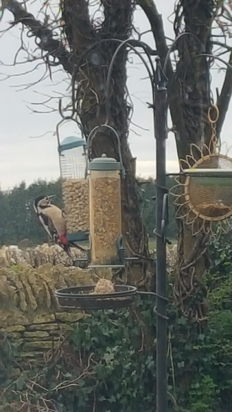 Had a lovely 30 minutes watching the birds in the front garden