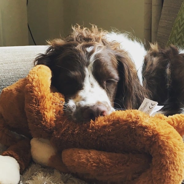 anyone else got a massive puppy that is just a dick head?