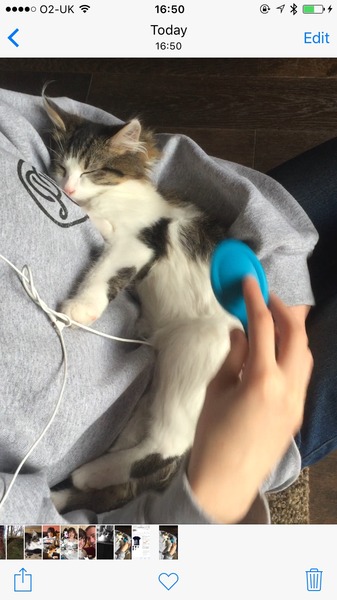 rescue kitten - look at my beauty!