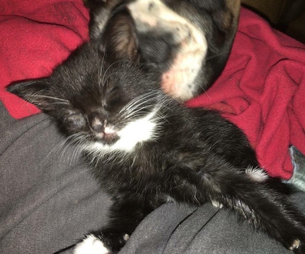 Found a stray kitten