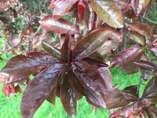 Help naming a tree please