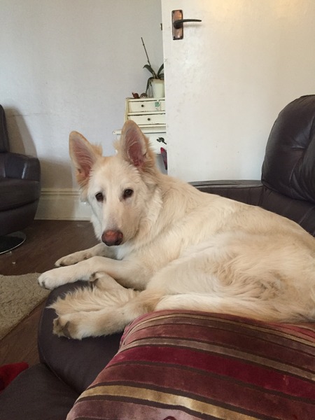 anyone else got a massive puppy that is just a dick head?