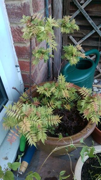 Sorry,  yet another 'what is this plant?' thread!
