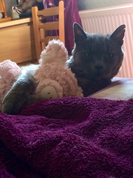 Things I love that my cat does