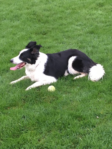 Show us your dogs?