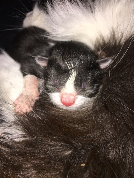 kittens due any day now
