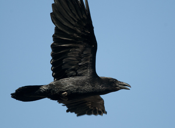 Had a lovely 30 minutes watching the birds in the front garden