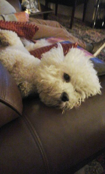 Show us your dogs?