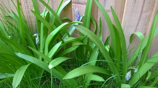 can  anyone identify these plants