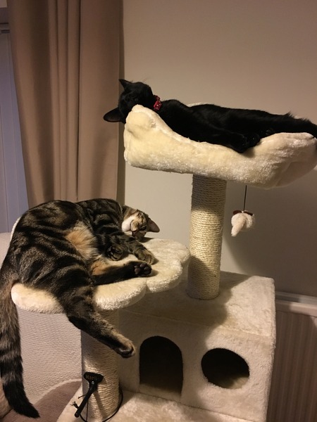 To just buy a bloody cat & stop overthinking!