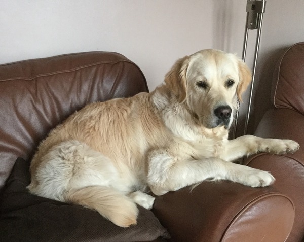 To buy a dog against DH's wishes?