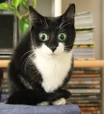 Swagger Inn 128: BBC The Musketeers Hiçbir spoiler, biz ingiliz vardır lütfen