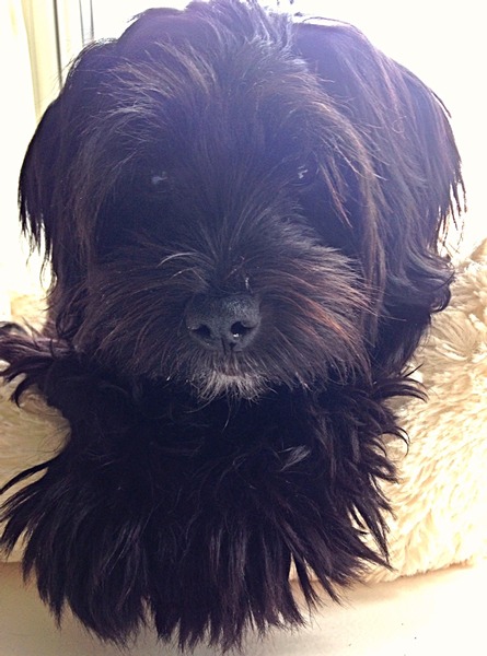 Show us your dogs?