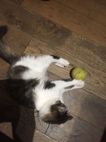 rescue kitten - look at my beauty!