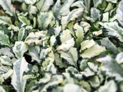 Shady characters - a permanent home for shade garden suggestions!