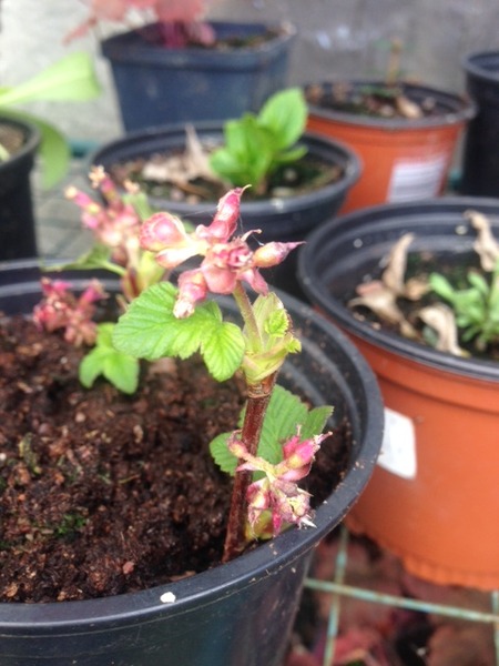 Pink flowering shrub with a scent of TCP?