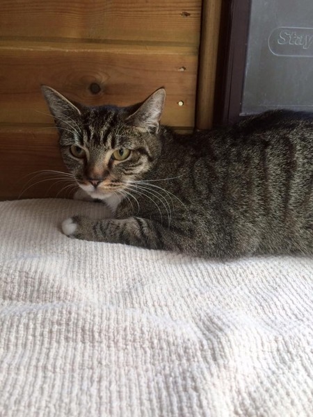 Trying not to get too giddy. Going to see a rescue cat this afternoon.