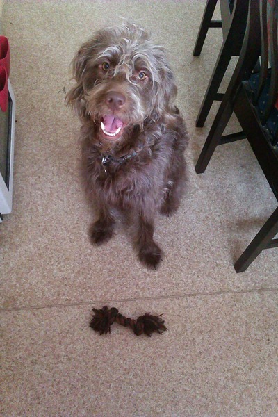 Show us your dogs?
