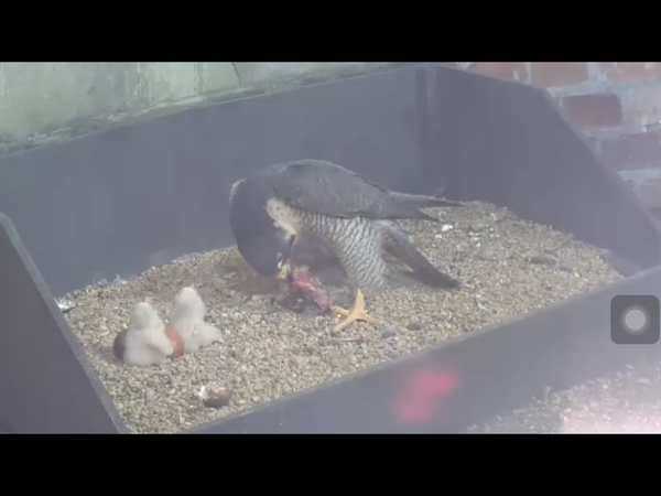 Had a lovely 30 minutes watching the birds in the front garden