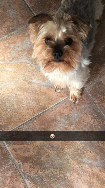 Show us your dogs?