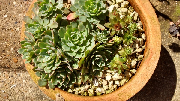 Looking after outdoor succulents