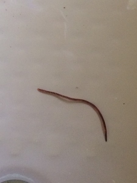 Worm - what on earth is this?