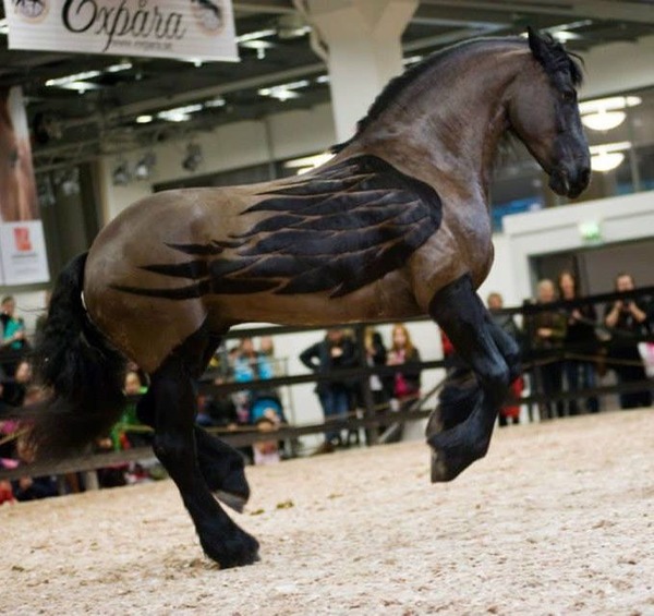 Katie Price critised in the SUN for clipping shapes into her ponies coat