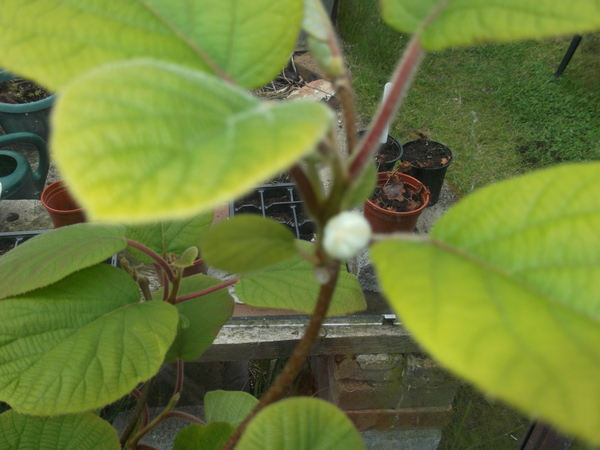 "in the midst of winter, I found there was within me, an invincible summer" Potting shed chat continues here