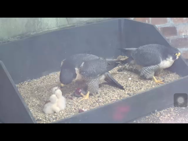 Had a lovely 30 minutes watching the birds in the front garden